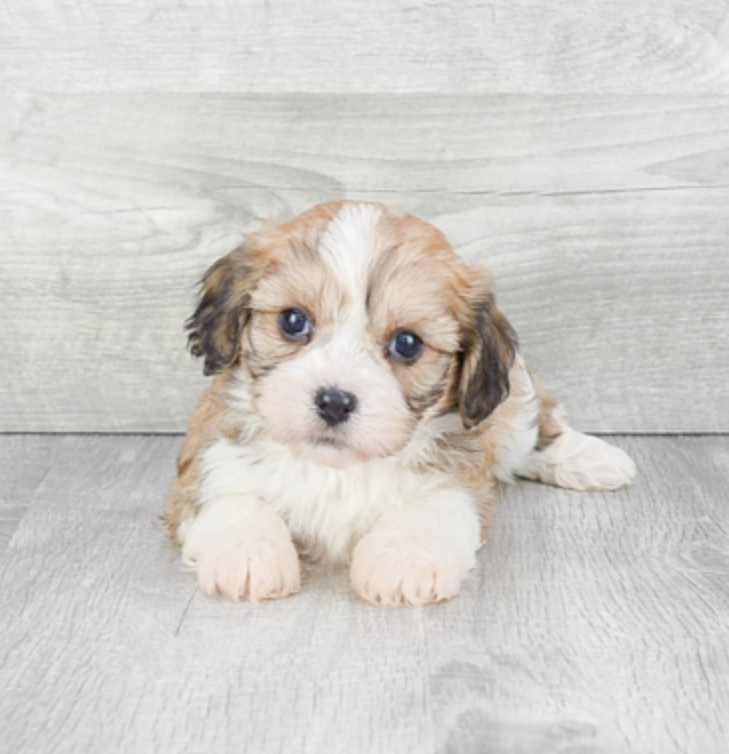 tricolor cavachon puppy sitting on a gray background